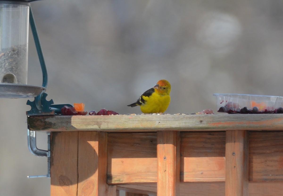 Western Tanager - Richard Garrigus