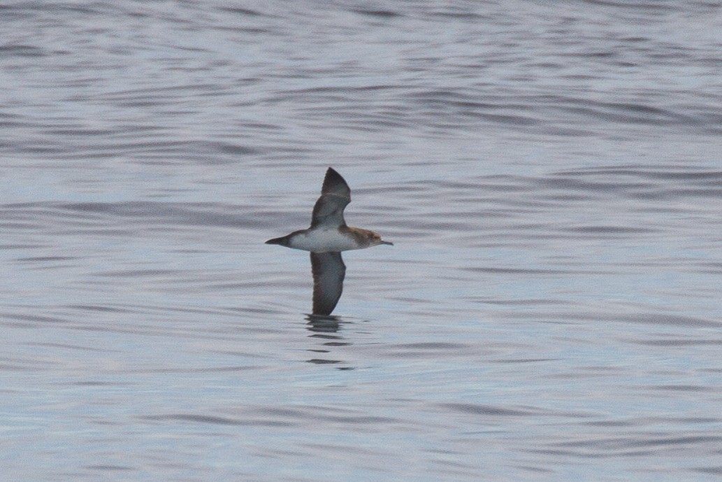 Black-vented Shearwater - Griffin Richards