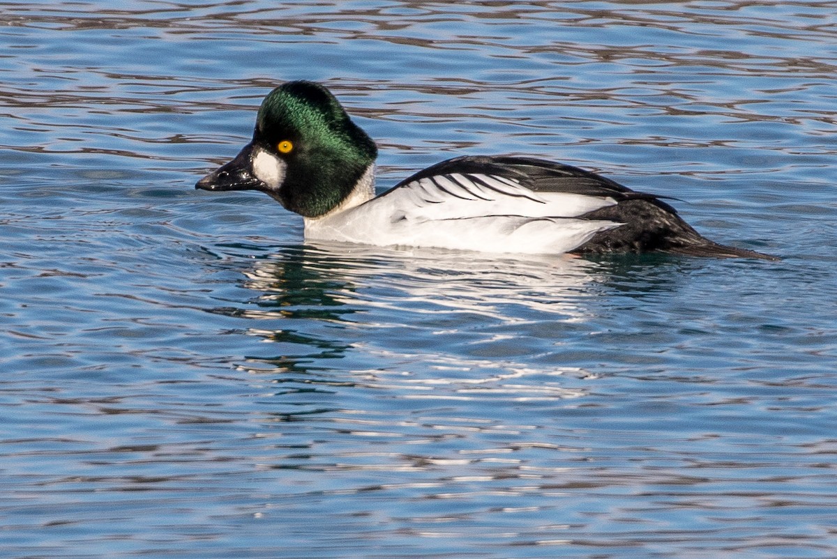 Common Goldeneye - Michael Warner