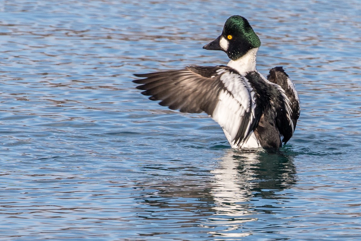 Common Goldeneye - Michael Warner