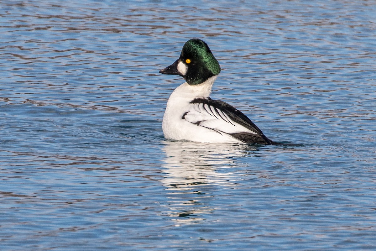 Common Goldeneye - Michael Warner