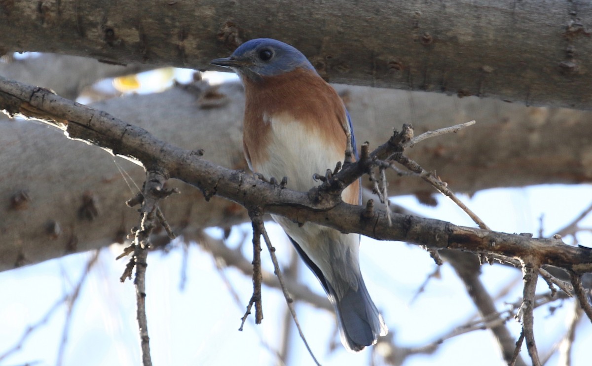 Eastern Bluebird (Eastern) - ML79283611