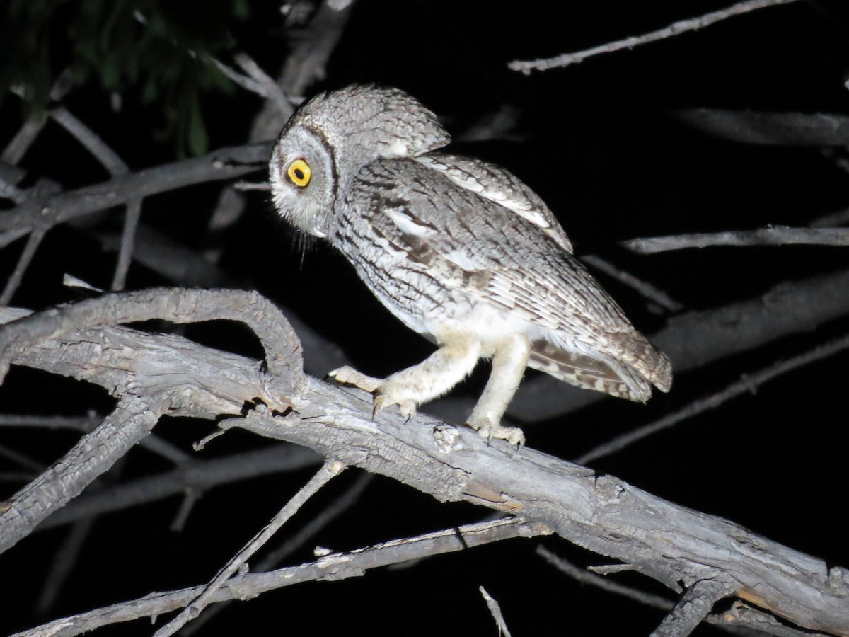 Western Screech-Owl - Deborah Tonella
