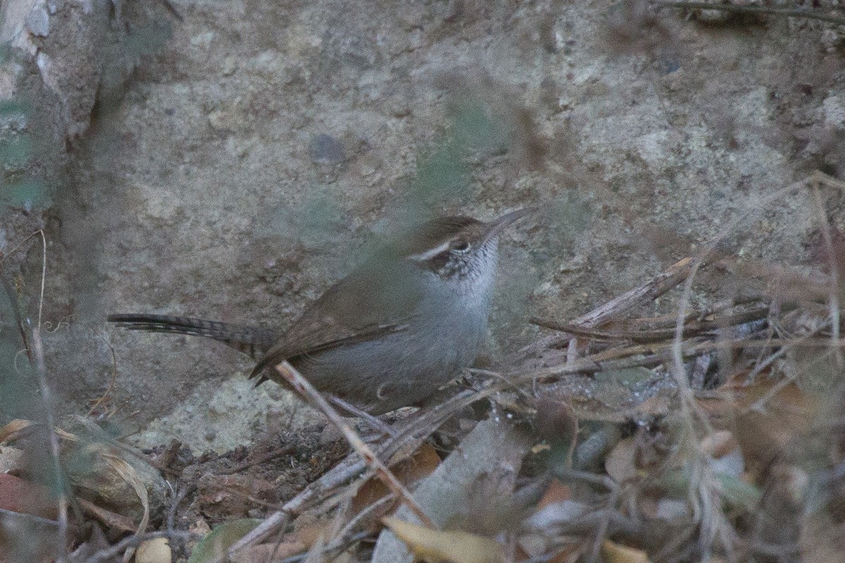 Bewick's Wren - Griffin Richards