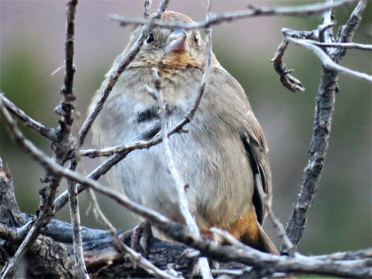 Canyon Towhee - ML79285391