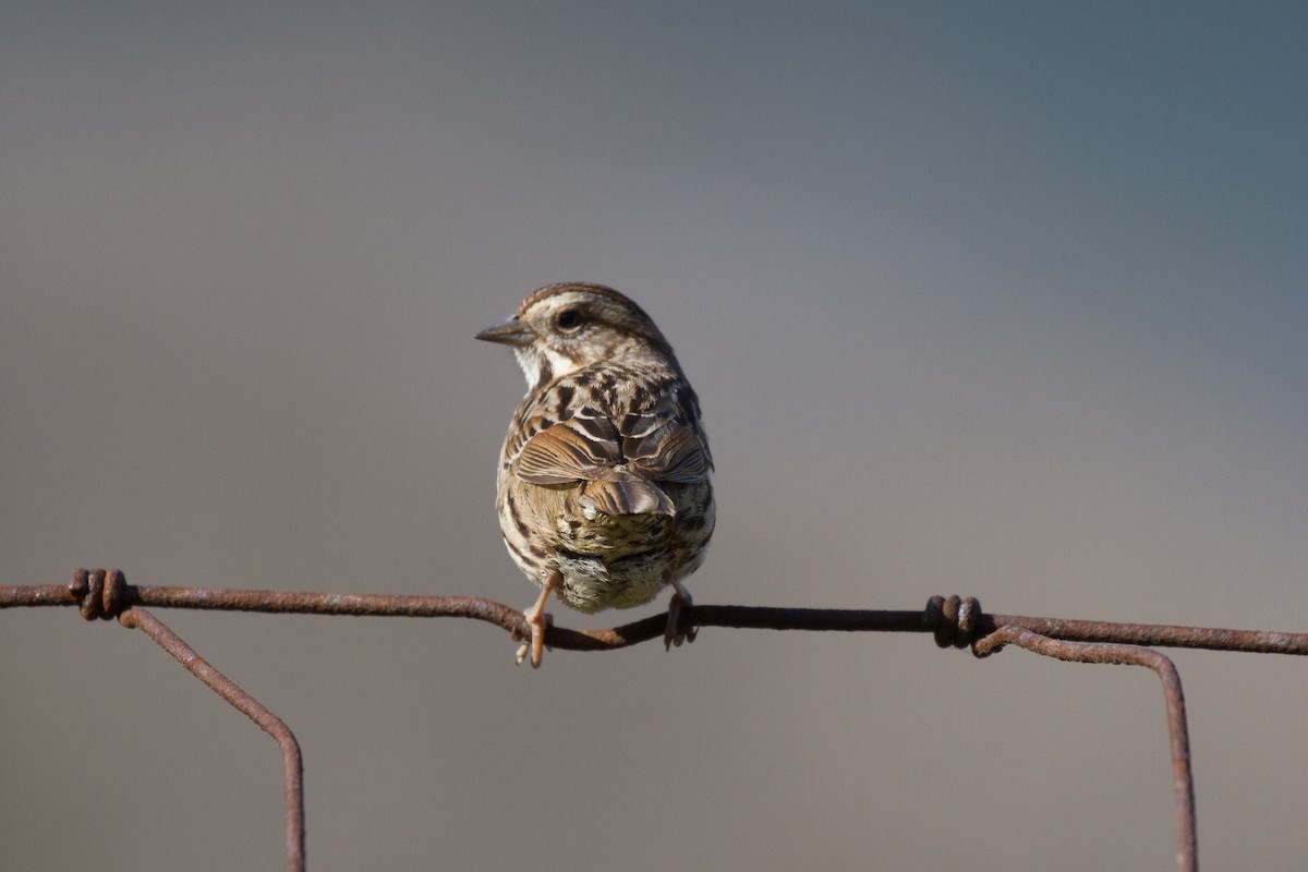 Song Sparrow - Griffin Richards