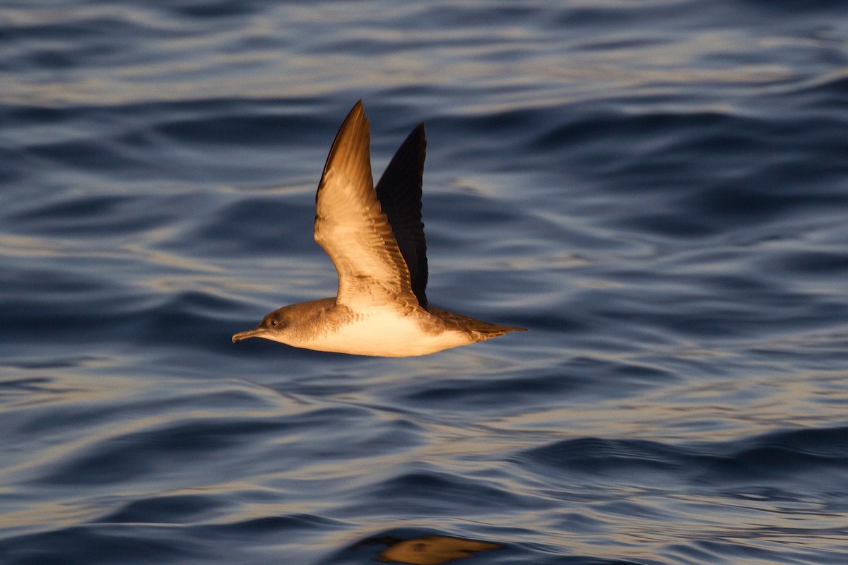Black-vented Shearwater - Griffin Richards