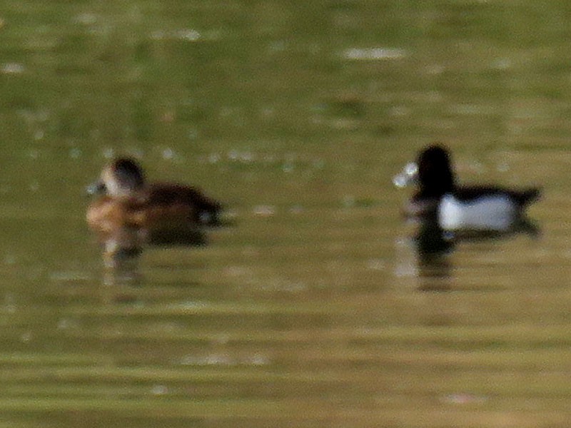 Ring-necked Duck - ML79285961