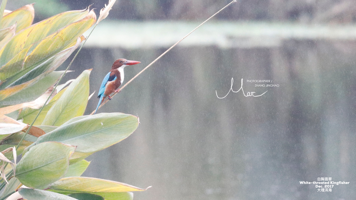White-throated Kingfisher - ML79286071