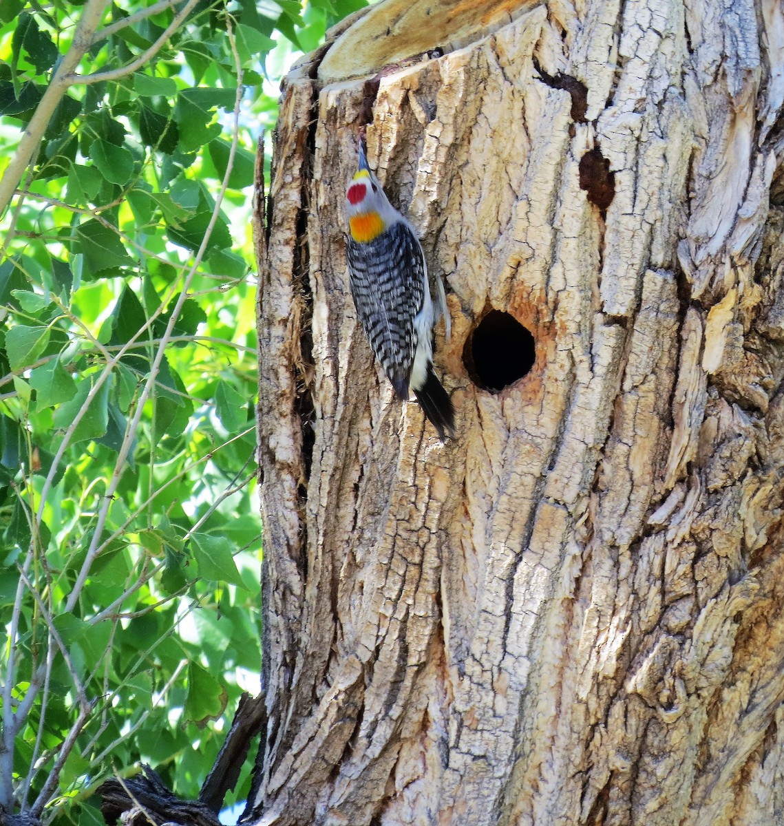 Golden-fronted Woodpecker - ML79286411