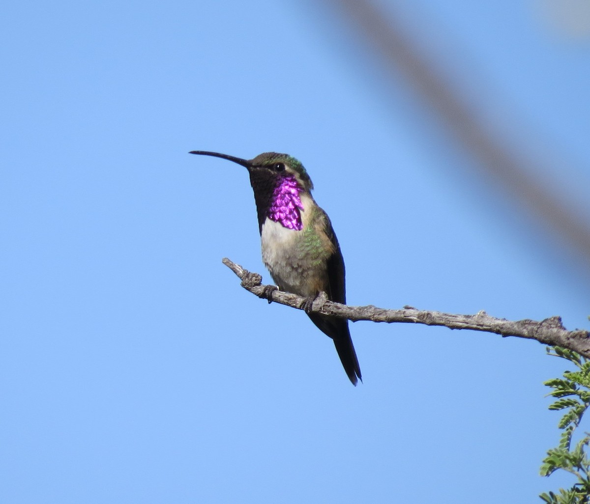 Lucifer Hummingbird - ML79287371