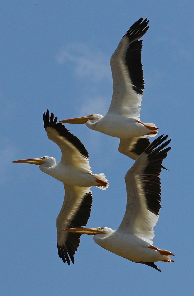 American White Pelican - ML79288281