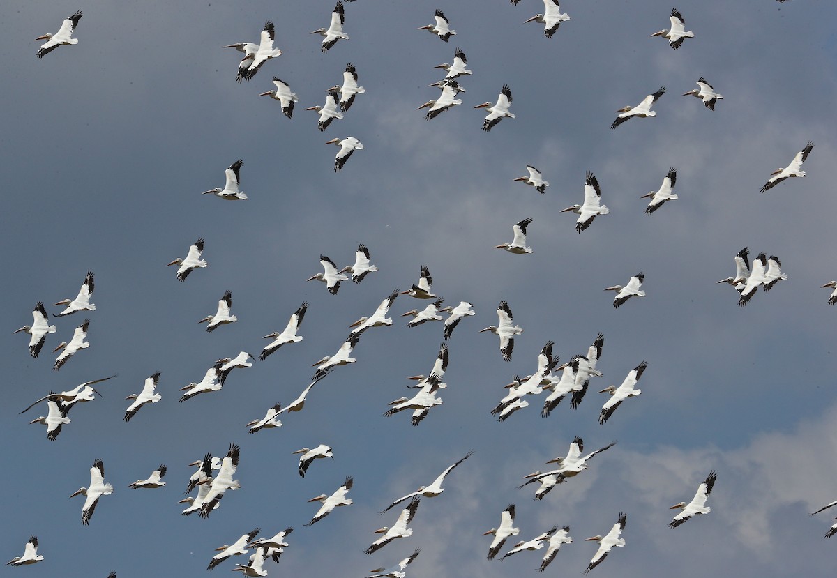 American White Pelican - ML79288291