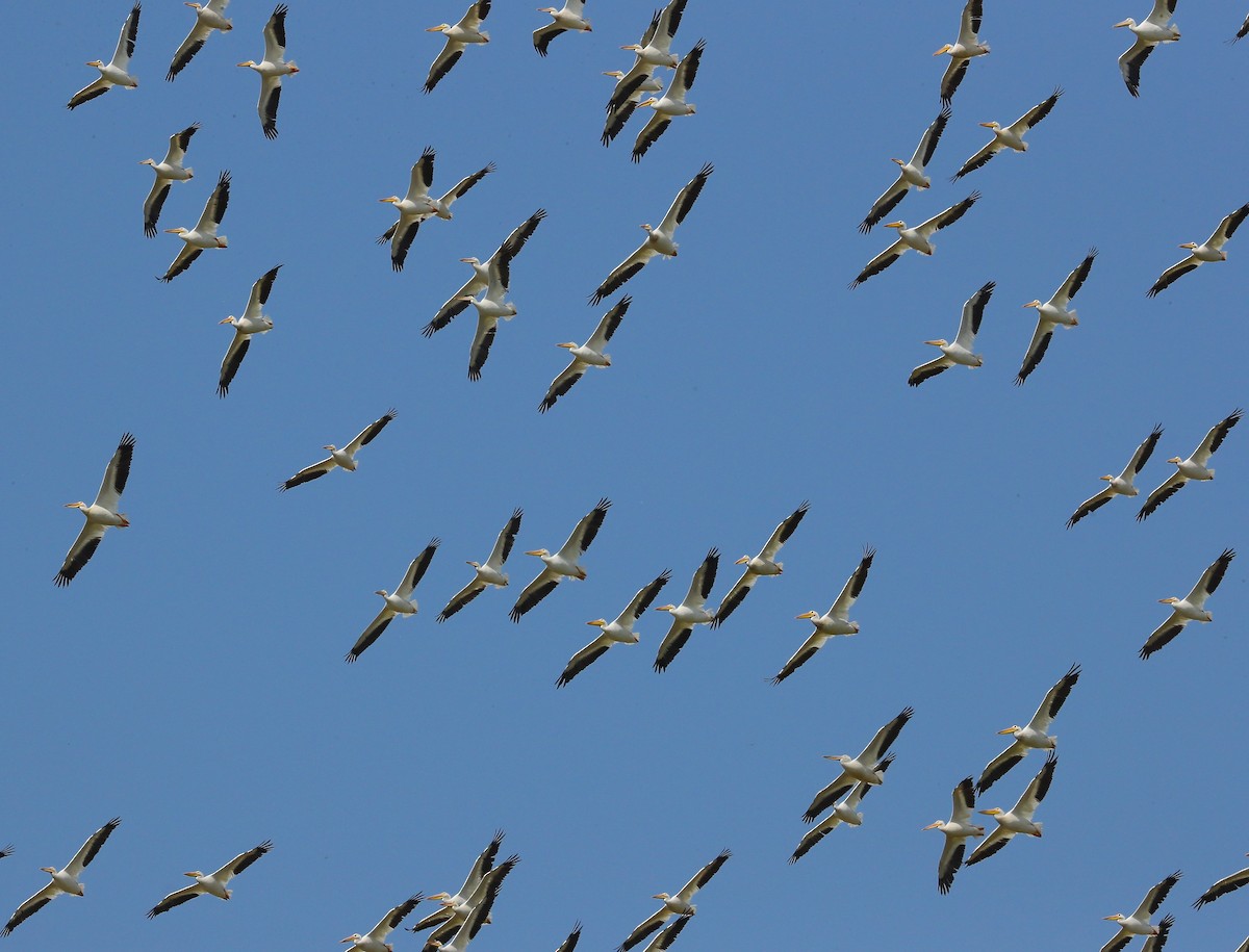 American White Pelican - ML79288311