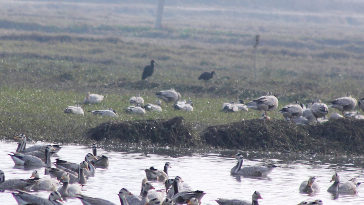 Red-naped Ibis - ML79289081