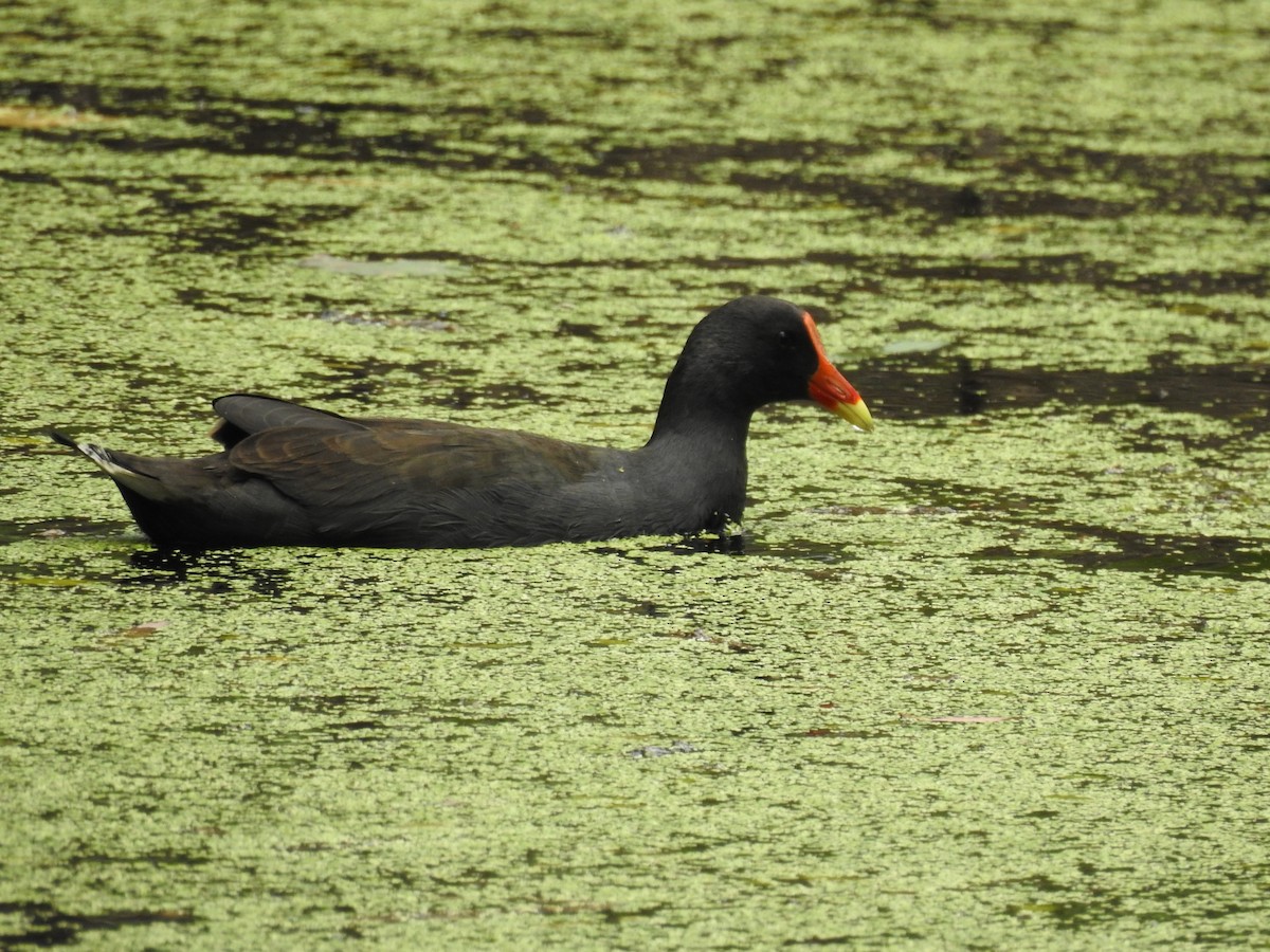 Dusky Moorhen - Gary Crouch