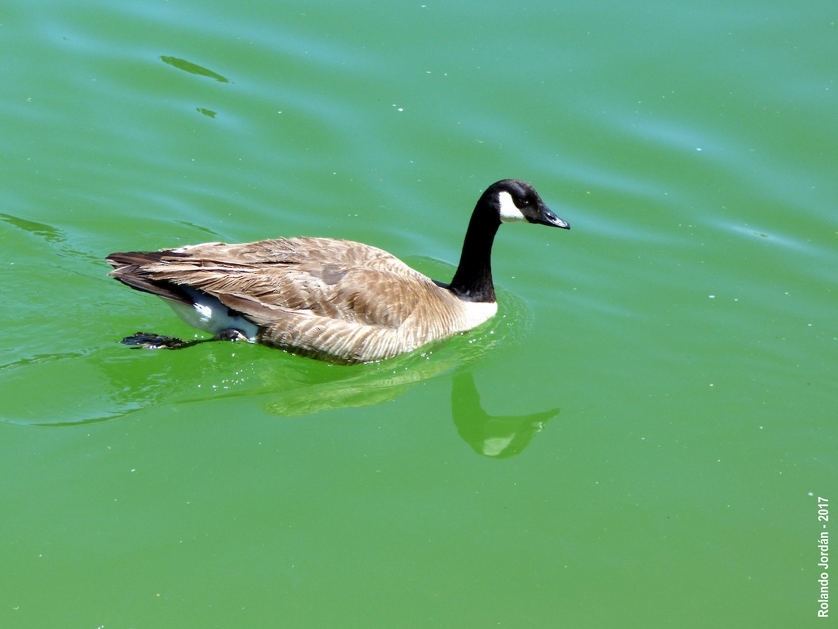 Canada Goose - Rolando Jordan