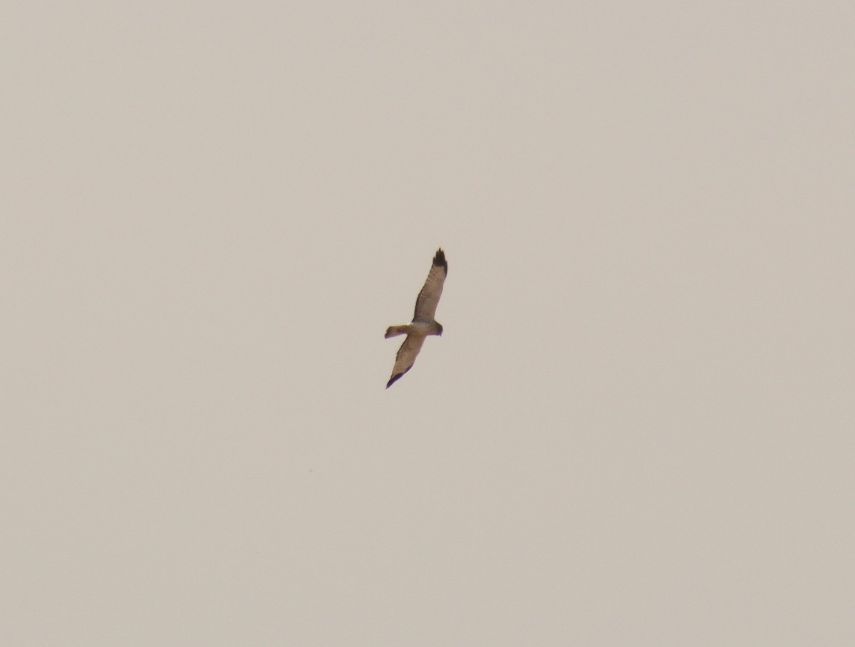 Northern Harrier - ML79289871