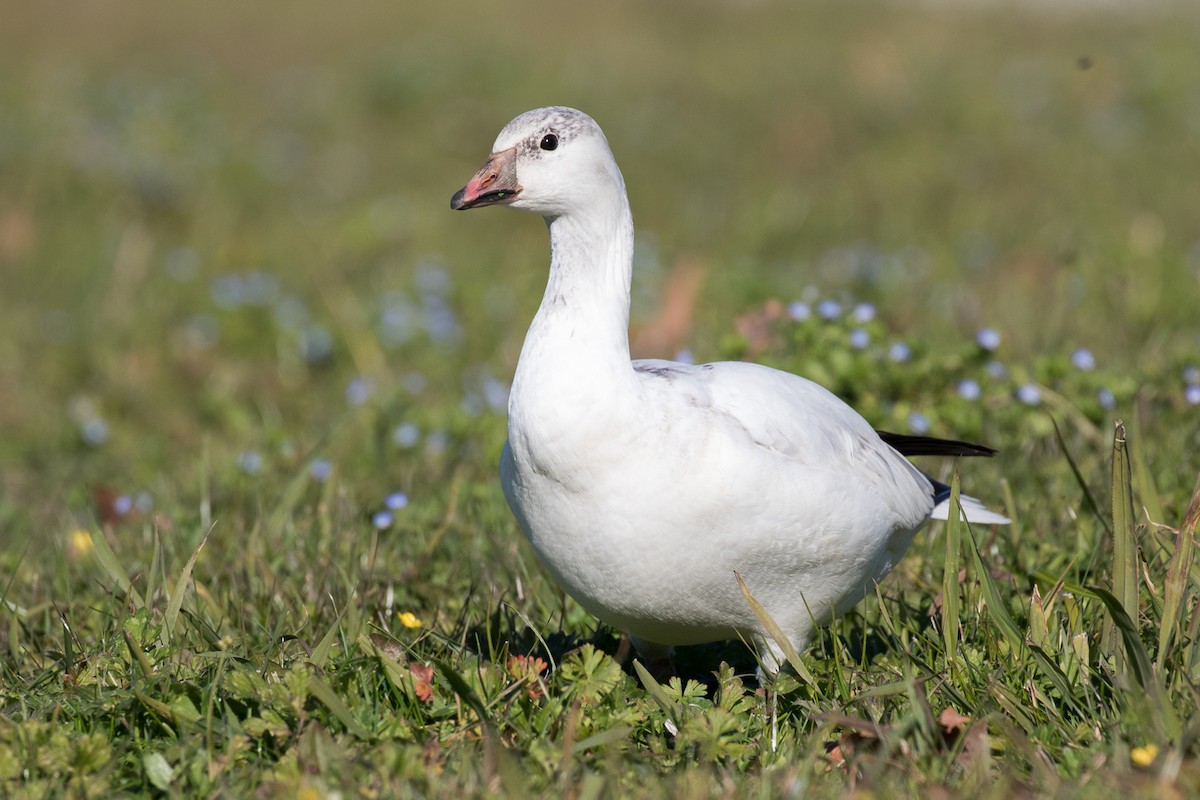 Ross's Goose - Garrett Lau