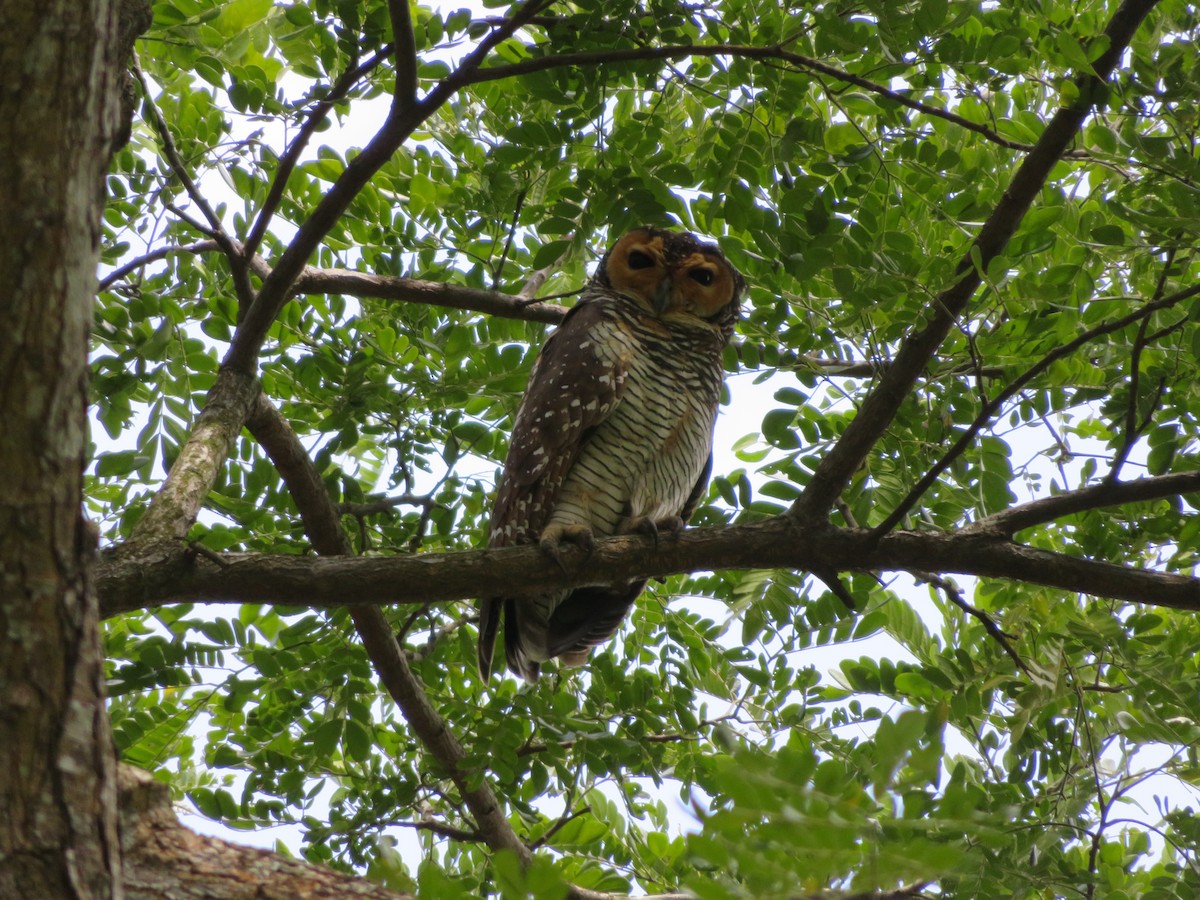 Spotted Wood-Owl - ML79291471