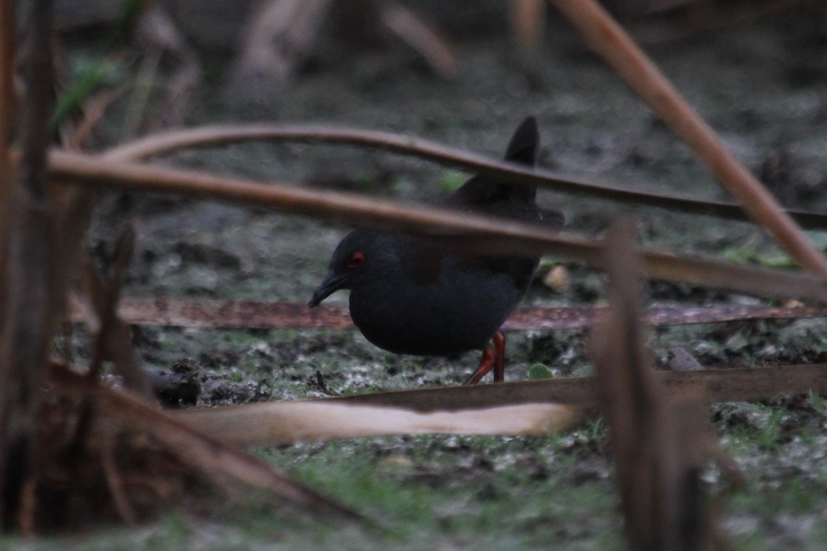 Spotless Crake - Deborah Metters