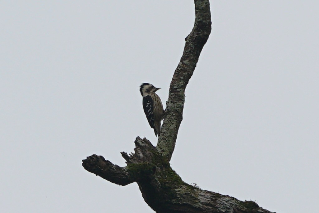 Gray-capped Pygmy Woodpecker - ML79293971