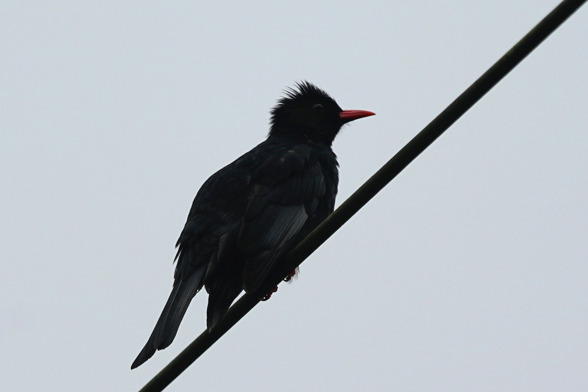 Black Bulbul - ML79293991