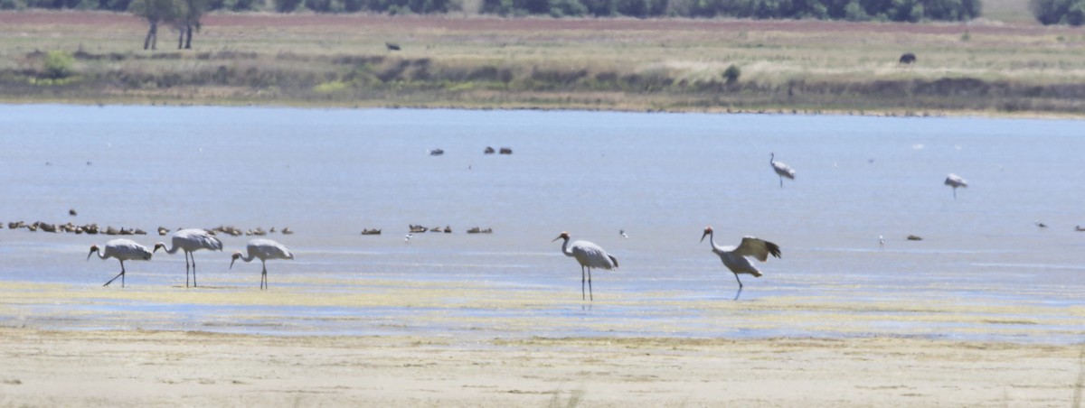 Brolga Turnası - ML79294361