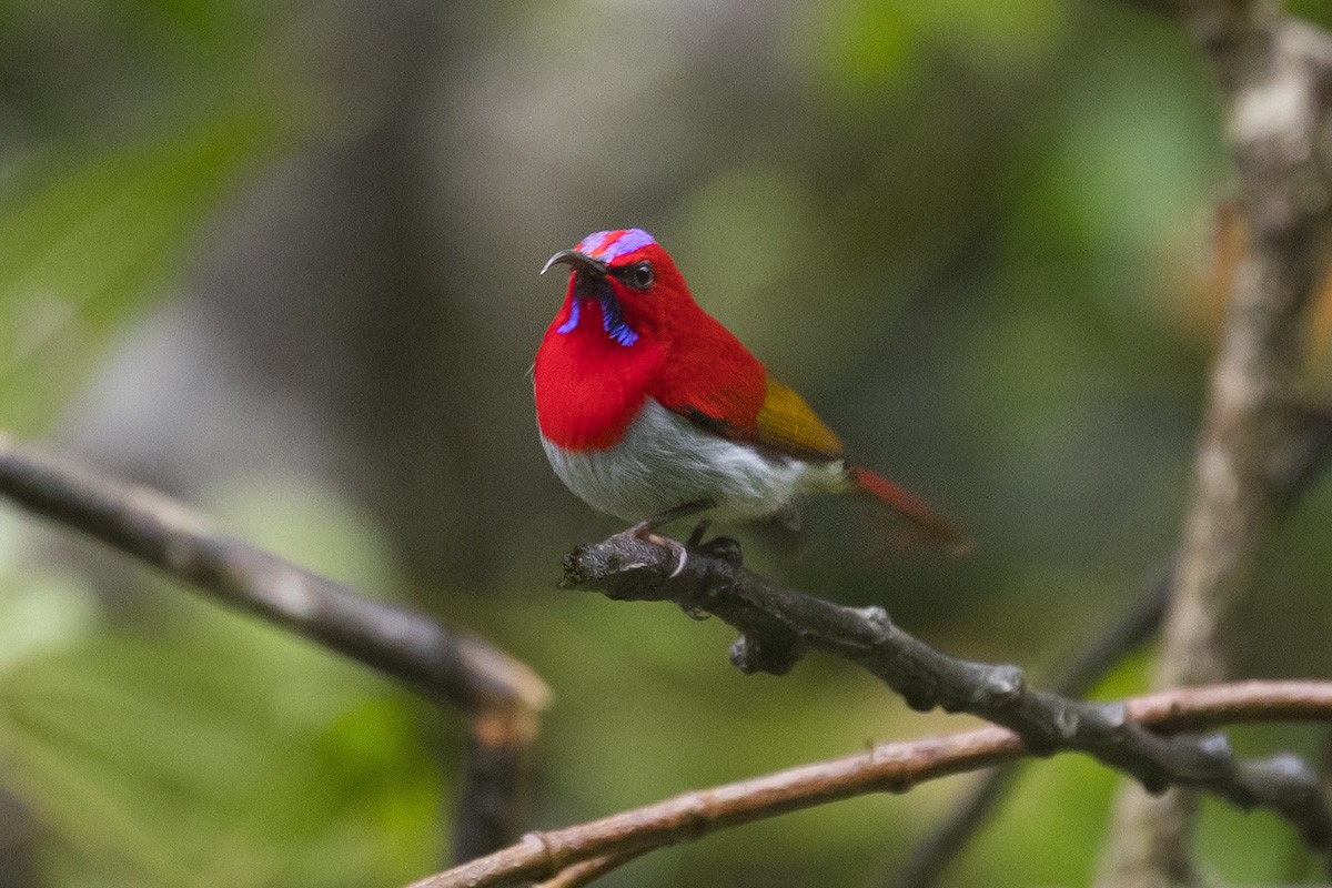 Temminck's Sunbird - ML79294481