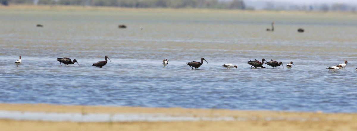 Glossy Ibis - ML79294801