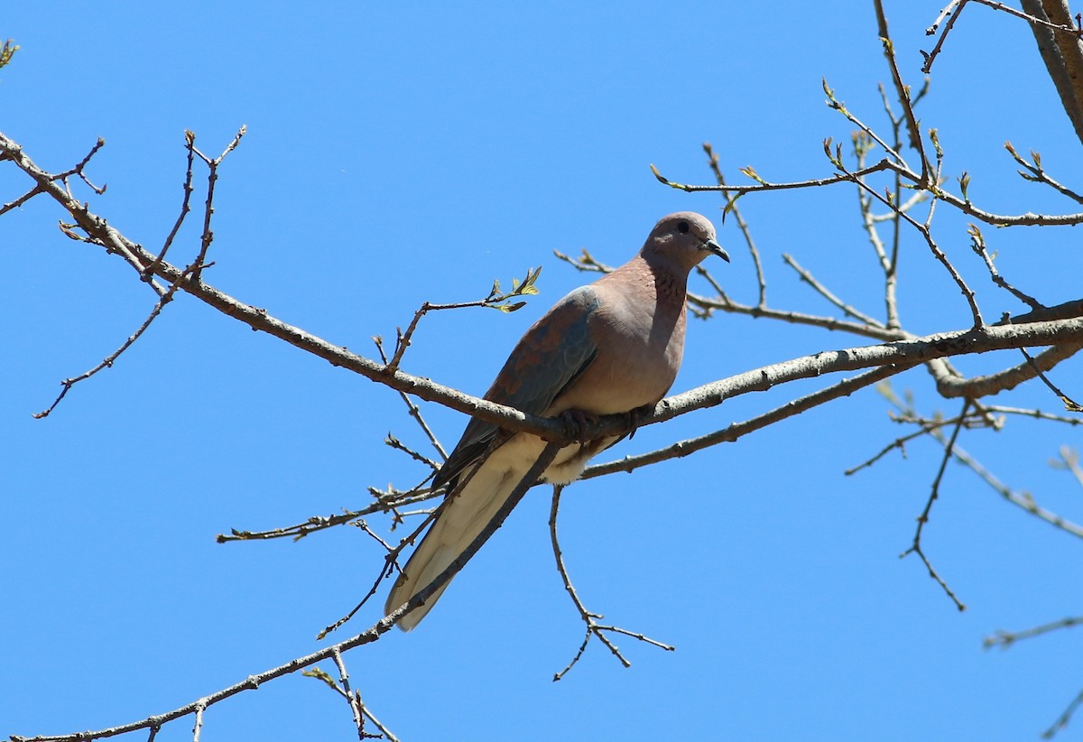 Laughing Dove - ML79295001
