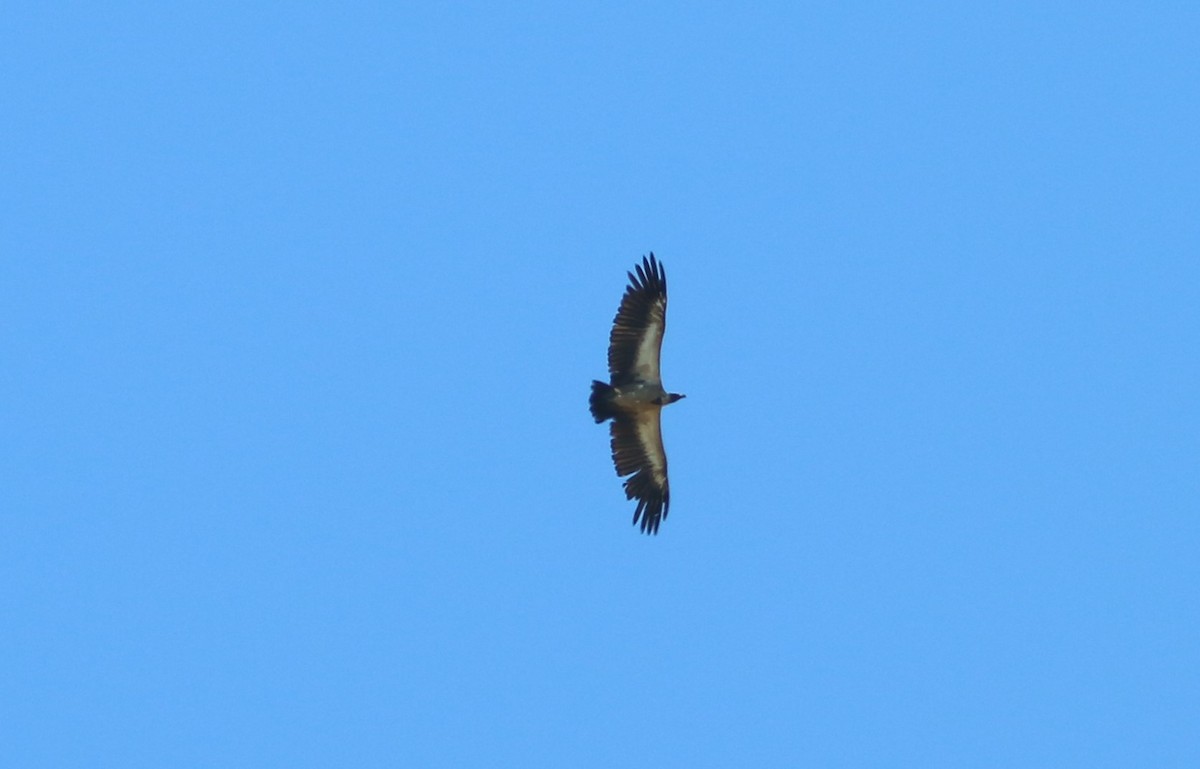 White-backed Vulture - ML79295081