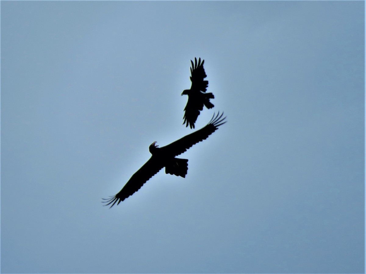 Wedge-tailed Eagle - ML79295781