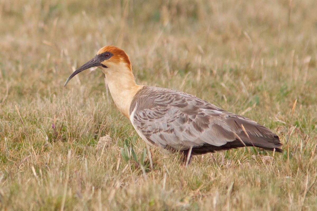 Andean Ibis - Michael Dvorak