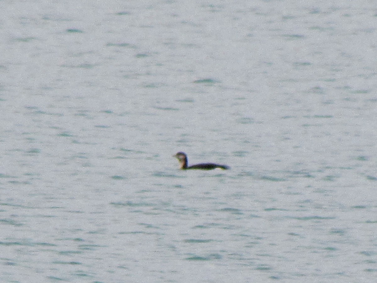 Arctic Loon - ML79298911