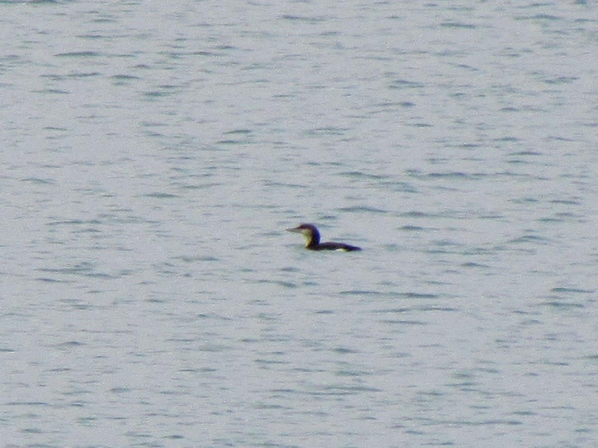 Arctic Loon - ML79298921