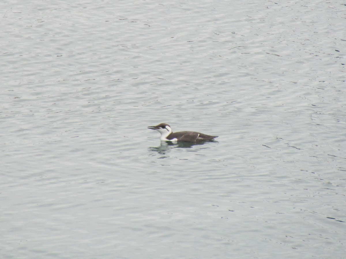 Common Murre - ML79298971