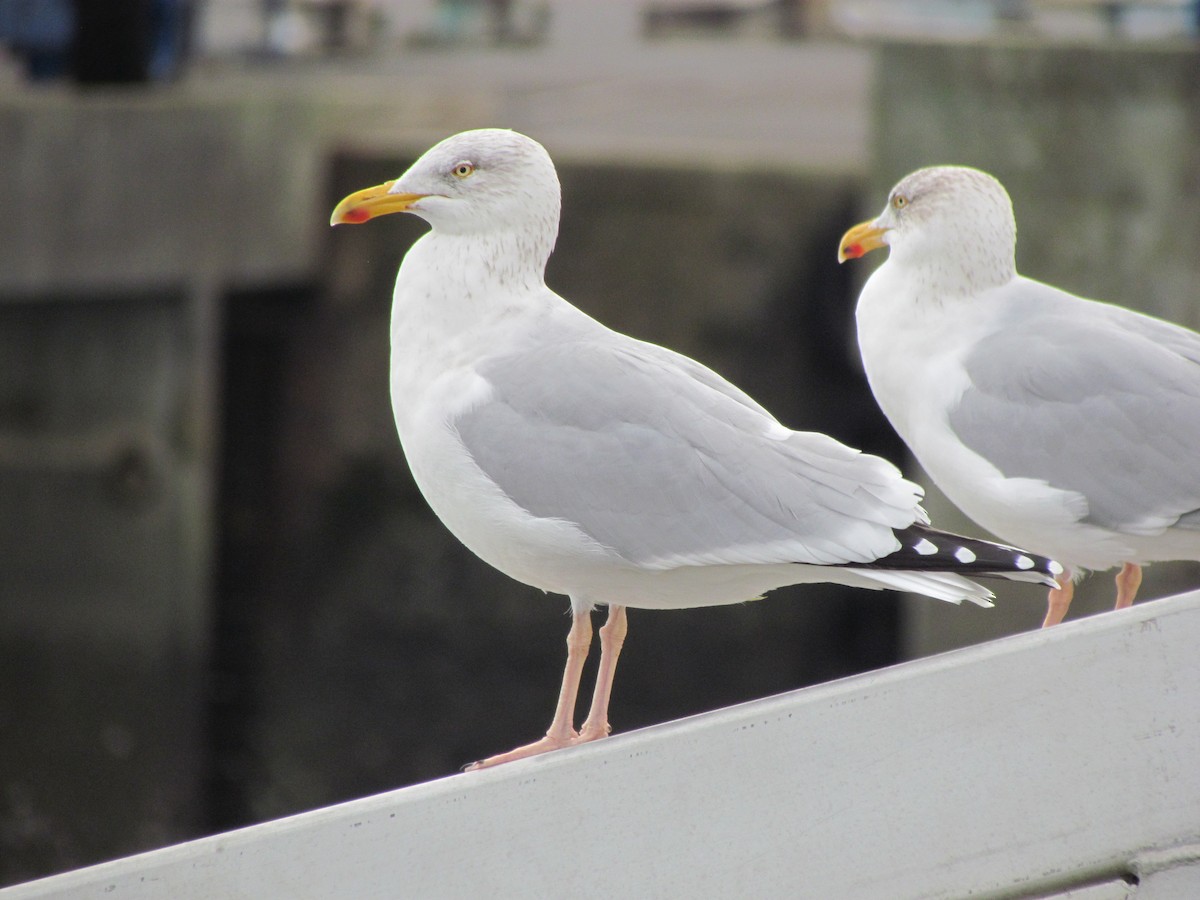 Gaviota Argéntea - ML79299011