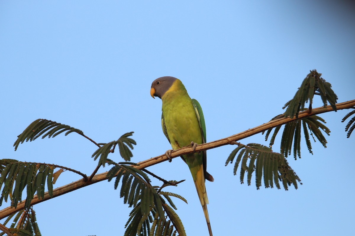 Plum-headed Parakeet - ML79299391