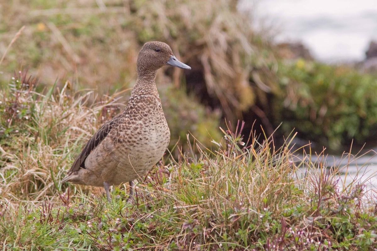 Andean Teal (Andean) - ML79299431