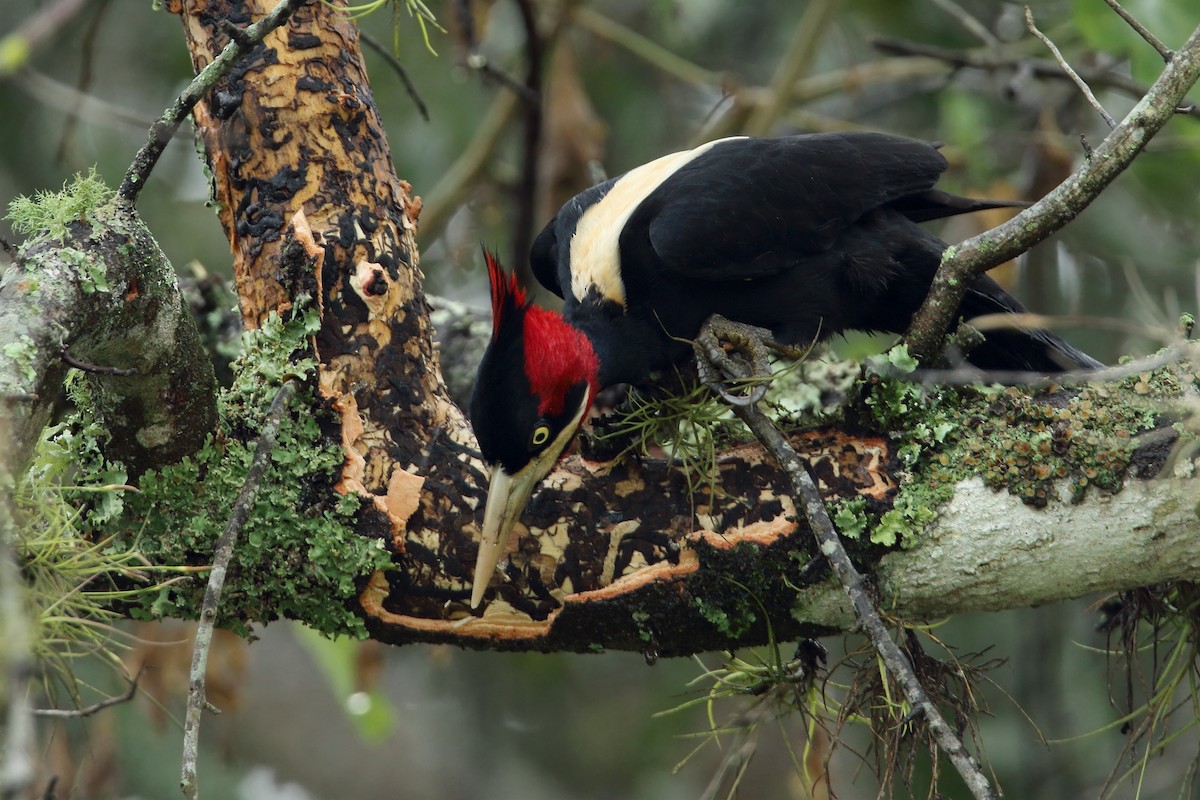 Cream-backed Woodpecker - ML79299681