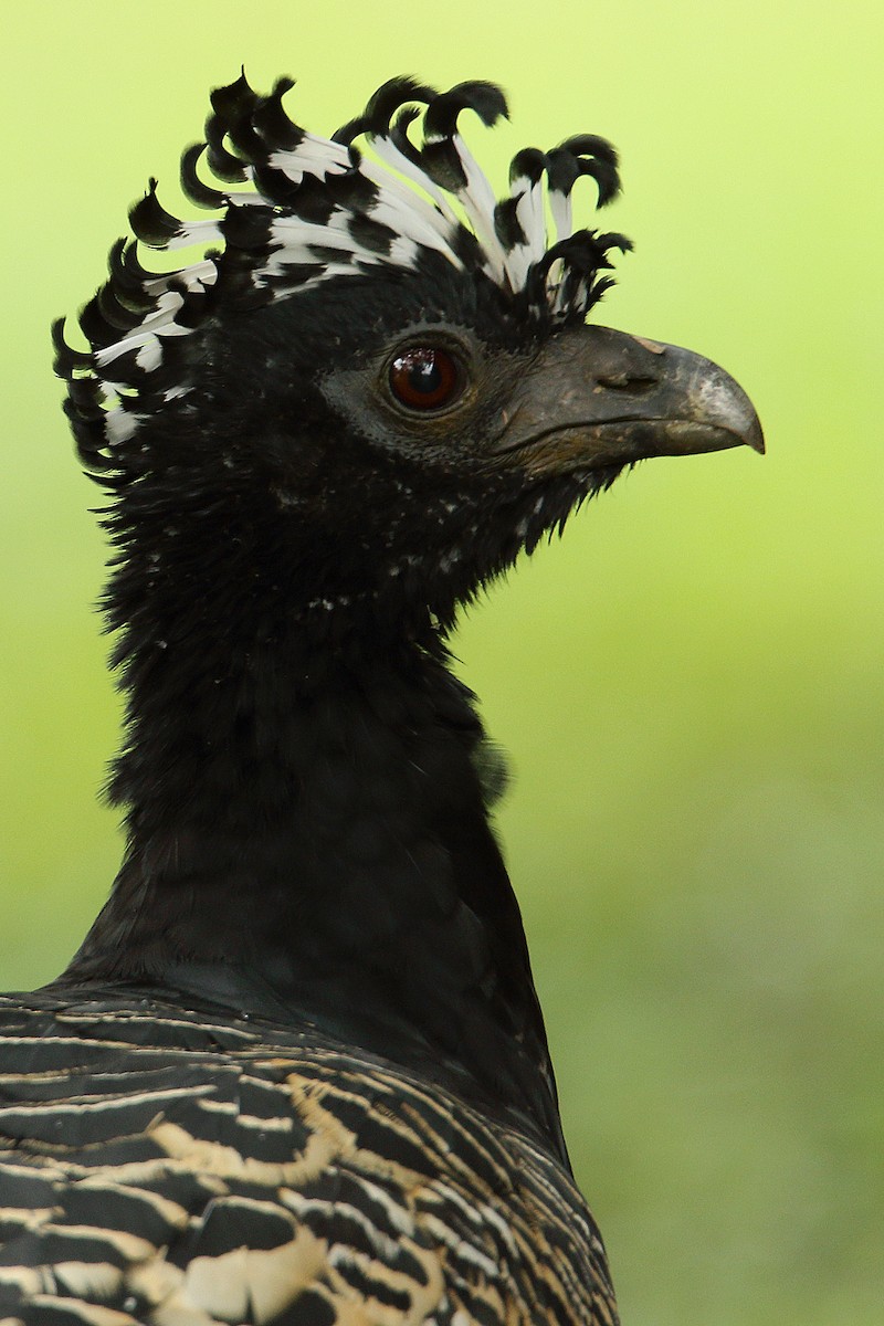 Bare-faced Curassow - Martjan Lammertink