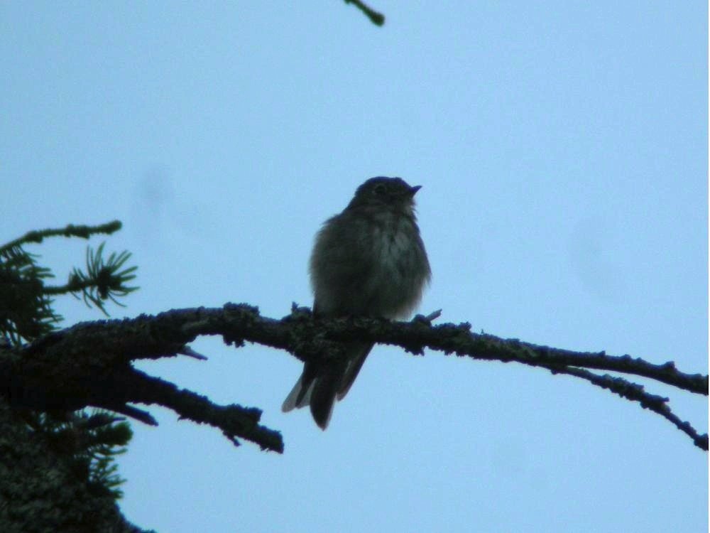 Dark-sided Flycatcher - ML79299821