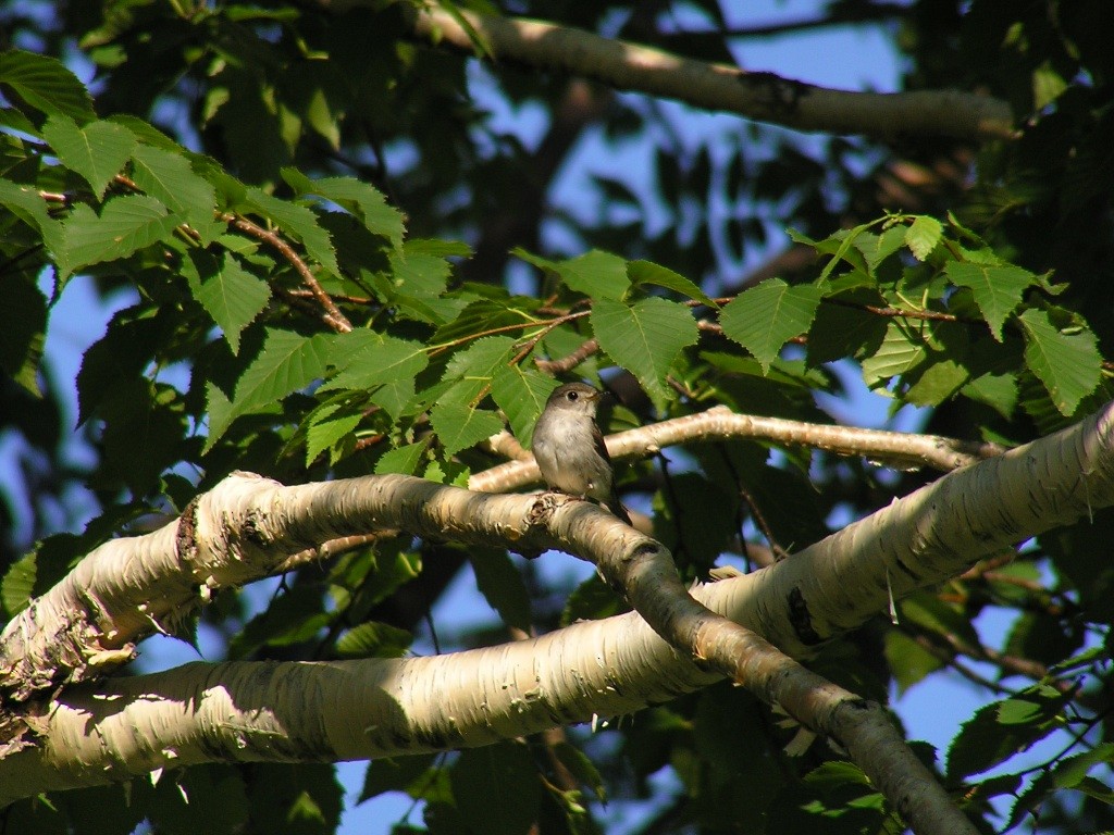 Asian Brown Flycatcher - Takayuki Uchida