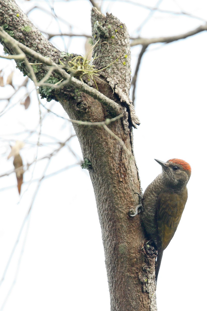 Little Woodpecker - ML79299961