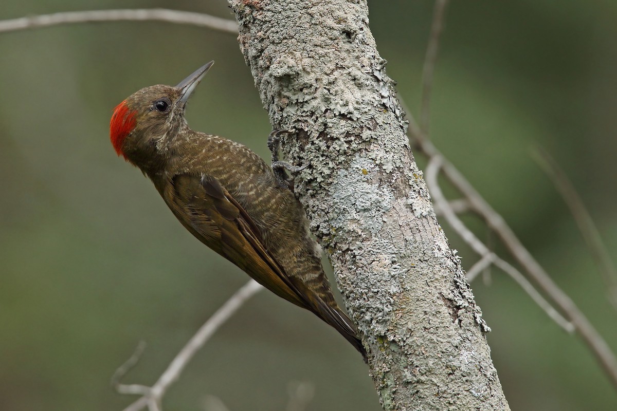 Little Woodpecker - Martjan Lammertink