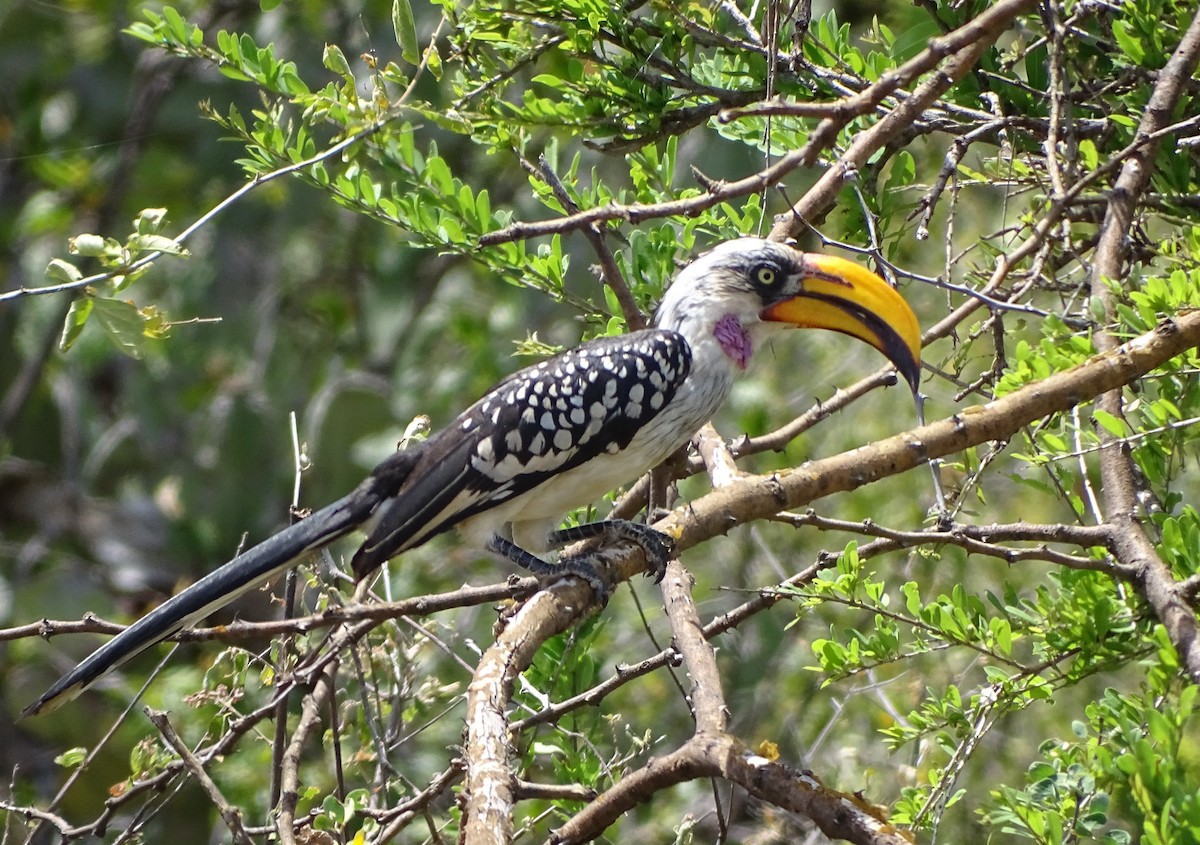 Eastern Yellow-billed Hornbill - ML79301171