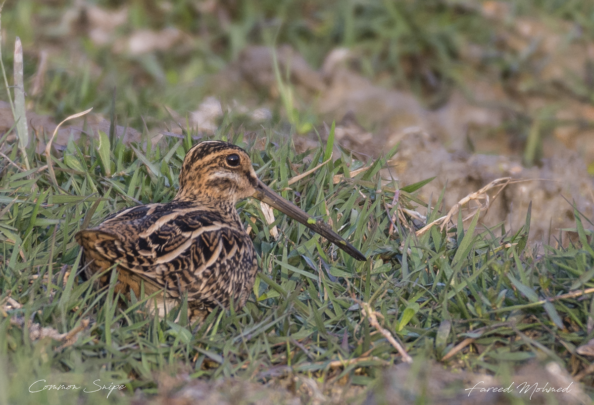 Common Snipe - Fareed Mohmed