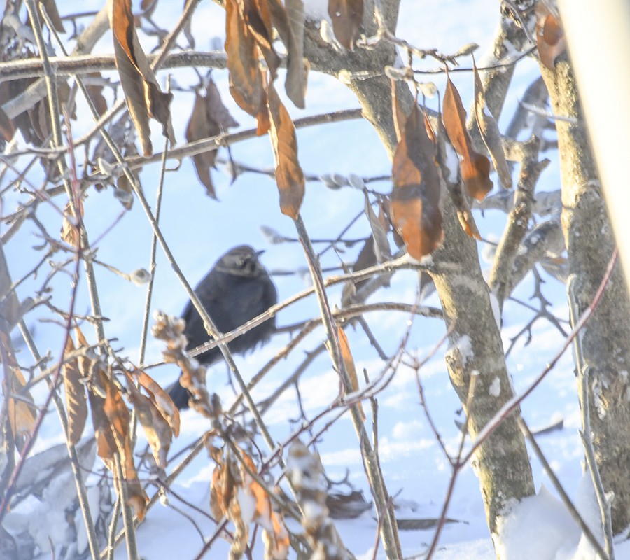 Rusty Blackbird - ML79302911