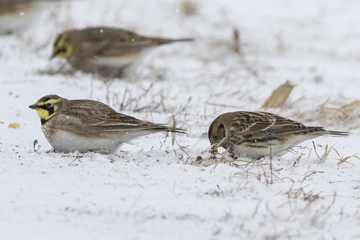 Horned Lark - ML79305501